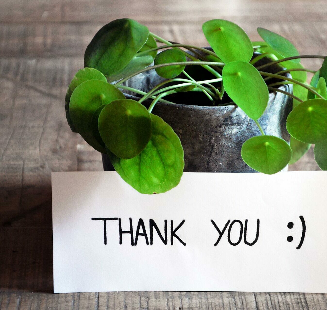 thank-you-3690116_1920